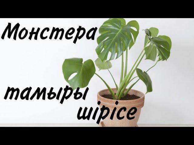 Ауырған Монстера гүлін құтқарамыз. Гүлдер әлемі. Үй гүлдері. Түрлі гүлдер күтімі