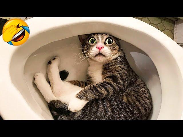 1 Hour of Funniest Cat Videos In The World | Try Not To Laugh Funny Animal Videos #125