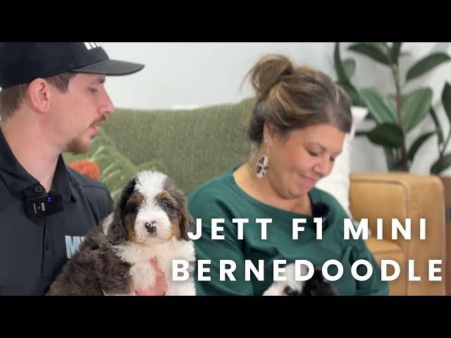 Jett F1 Mini Bernedoodle Puppy at Mountain Dog Companion!