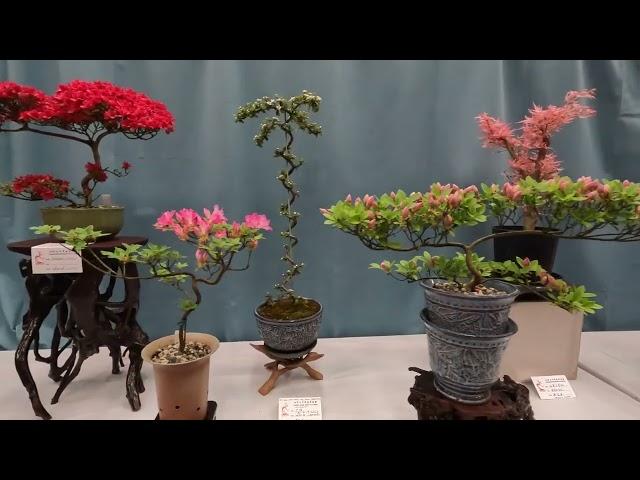 39th Annual Chinese Bonsai Show in Vancouver, Canada