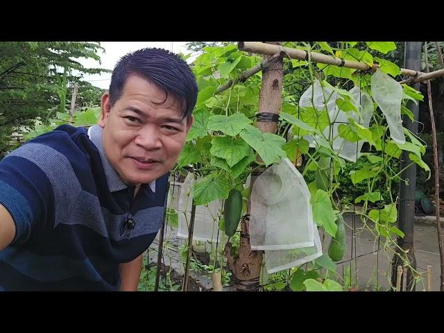 3rd HARVEST NG BUNGA NG PIPINO NA ITINANIM KO SA TIMBA #farming #harvest #garden