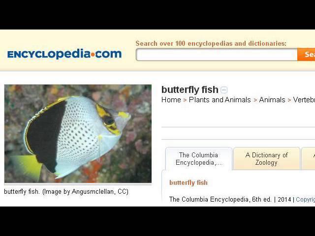 Butterfly Fish Classification