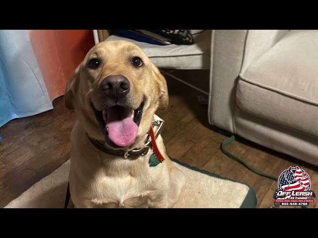 Zeke | Lab | Best Trained Dogs of OR | Portland OffLeash K9 Training