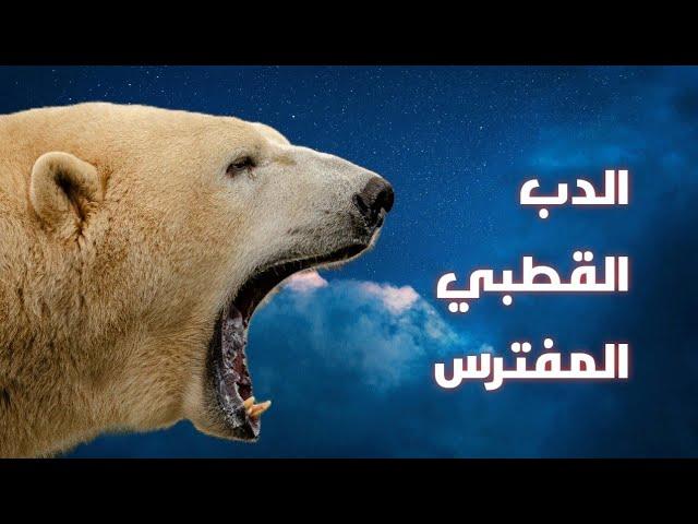 الدب القطبي.. ملك الجليد الذي لا يرحم!" حيوانات مفترسة، الحيوانات البرية،أقوى الحيوانات المفترسة