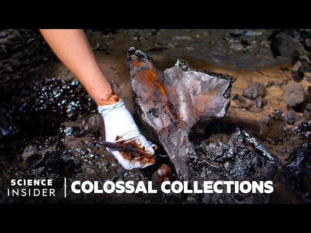 How 4 Million Fossils Are Extracted From Tar At La Brea Tar Pits | Colossal Collections