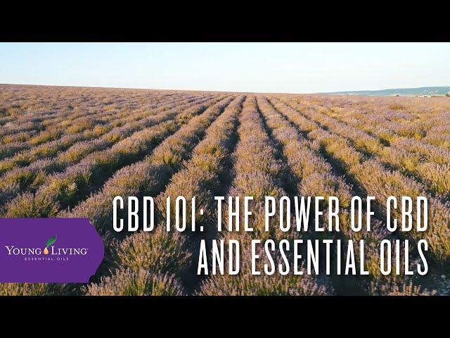 CBD 101: The Power of CBD and Essential Oils | Young Living Essential Oils