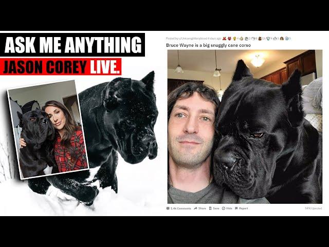 Cane Corso LIVE Ask Me Anything - Jason Corey