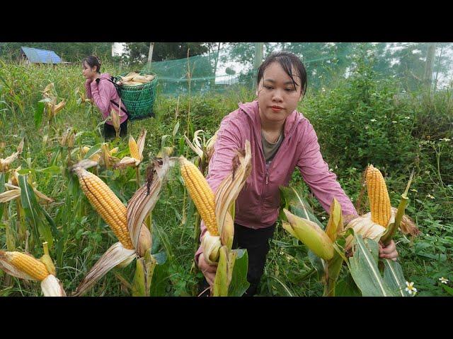 Amazing girl harvests corn alone - Building farm in the forest - LIVING OFF GRID