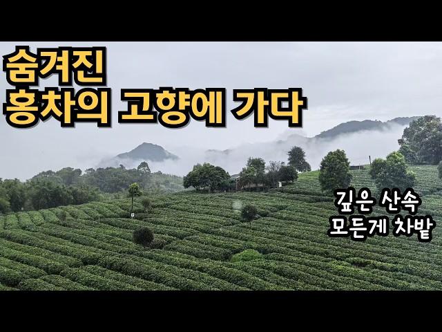 한국인은 모르는 홍차의 고향에서 듣는 중국차(Tea) 이야기(홍차 제조법, 중국차 종류 등)