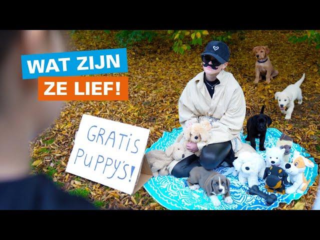  Puppy's te koop!    - UNICEF Kinderrechten Filmfestival