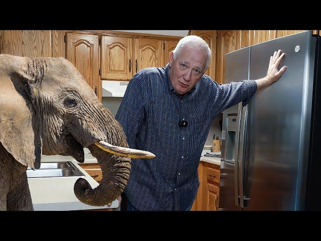 Let's Address The Elephant In The Room