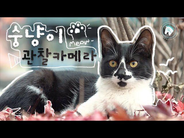 숭냥이(숭실대+고양이) 관찰카메라