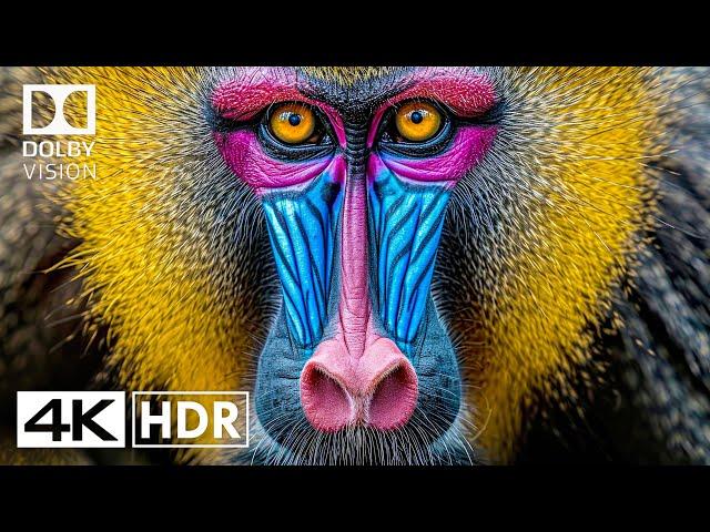 Special Dolby Vision HDR 4K 60FPS - 4K Video ULTRA HD