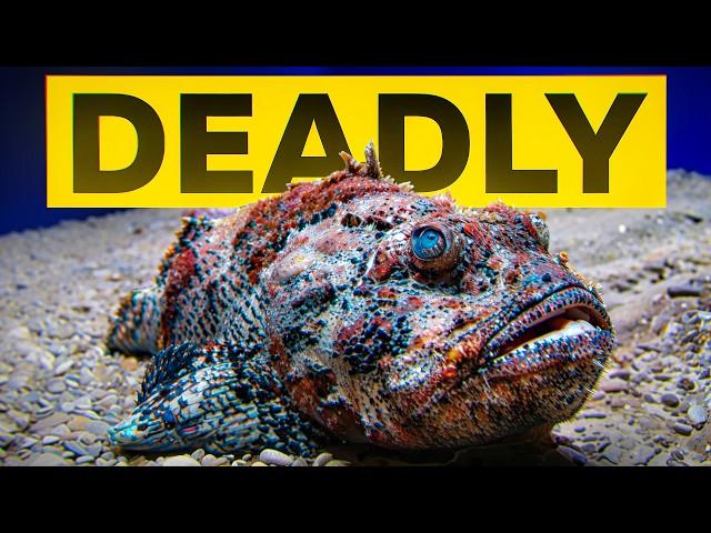 I Found The Most DANGEROUS Fish in The World