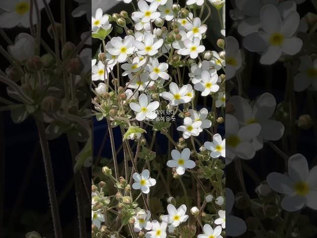 봄맞이꽃 봄봄봄