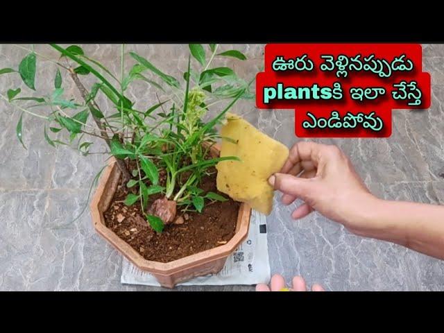 ఊరికి వెళ్లినప్పుడు plants SUMMER WATERING tips, SUMMER Soil MIX & SEEDS, TELUGU GARDENER with ARTS