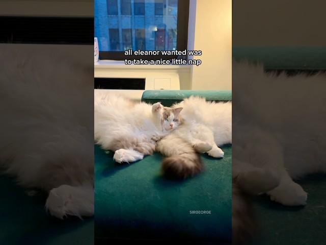 Cat’s nap is ruined by a tail! #ragdolls #funnycats