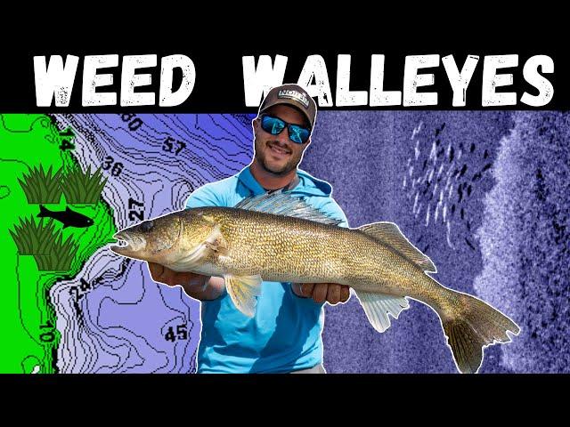 Find the RIGHT Weeds for Walleyes - How to Catch Walleyes in the Weeds