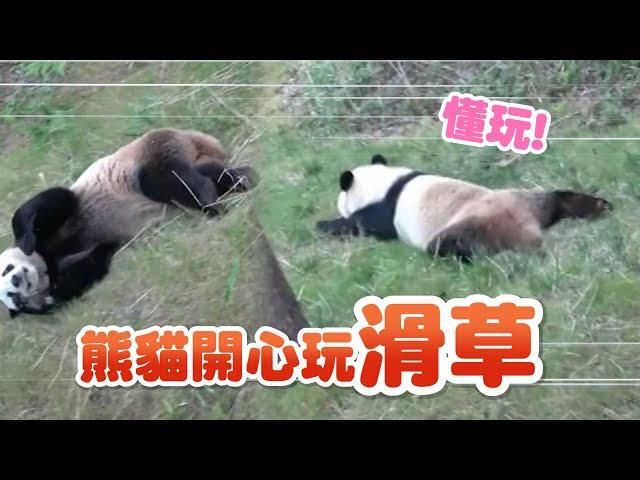 調皮熊貓逗趣玩滑草「絲滑溜下」超懂玩！｜寵物動物｜中國大陸｜精選影片