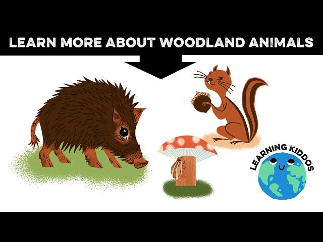 Do you want to learn more about woodland animals?