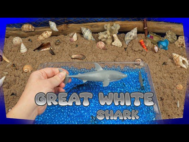 Toddler Shark Week | Shark Week 2023 Learning Sharks for Children!