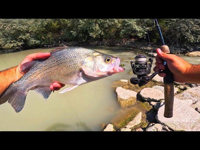 GIANT WHITE BASS CATCH, CLEAN, COOK!!