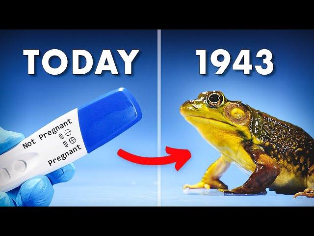 Everything You Didn't Know About Frog Pregnancy Tests