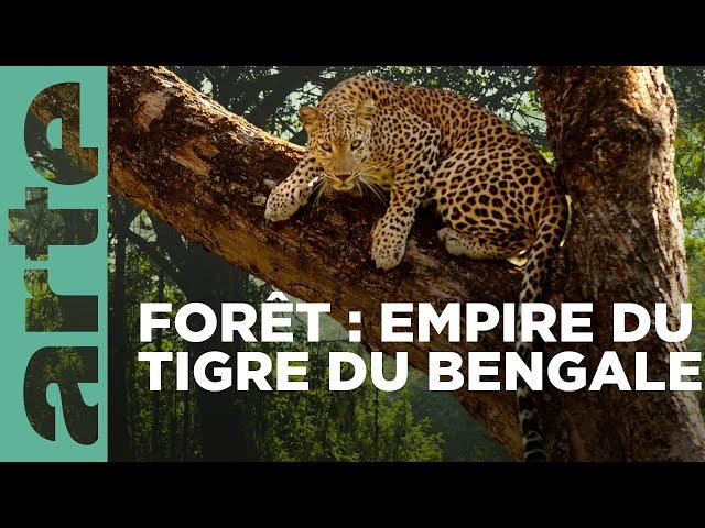 Les forêts | L'Inde sauvage | ARTE Family