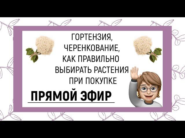 ПРЯМОЙ ЭФИР | ГОРТЕНЗИЯ, ЧЕРЕНКОВАНИЕ, КАК ВЫБИРАТЬ РАСТЕНИЯ ПРИ ПОКУПКЕ