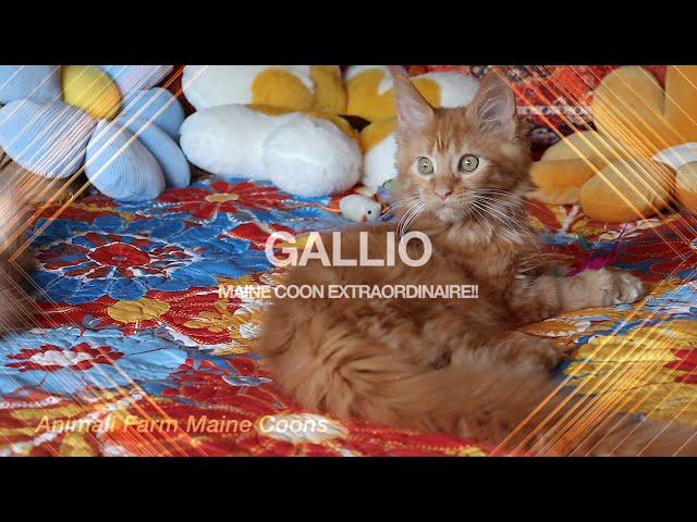 Gallio, Maine Coon Kitten Extraordinaire!!