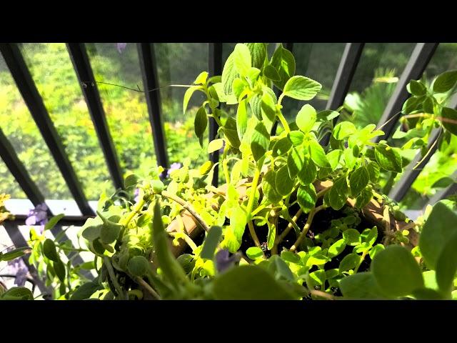 porch plants 4k30 (HDR)