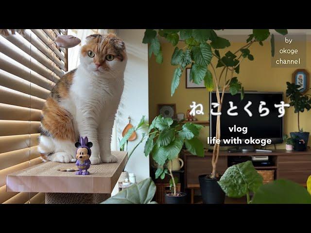 朝ごはんから始まる猫との日常/おうちで楽しむミッキーロングパンとおうちごはん【猫と暮らしのvlog】