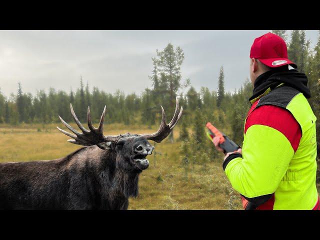 Elch und Bär Drückjagd im Lappland| Drohne zeigt unfassbare Szenen| Schweden