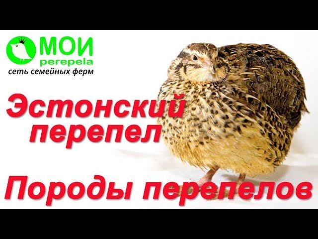 Породы перепелов. Перепела для начинающих. Эстонские перепела