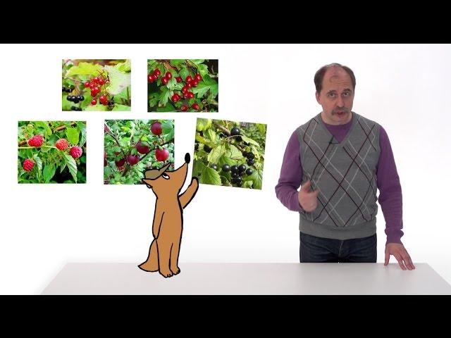 22.3. Цветковые кустарники