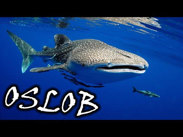 The Greatest WHALE SHARK Experience