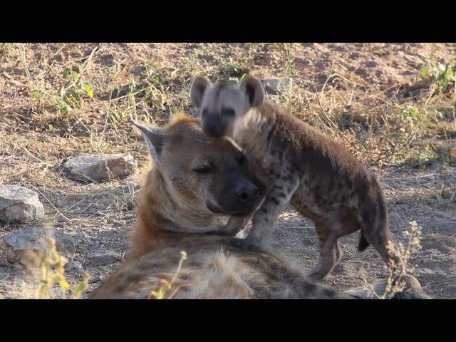 Hyena & Baba