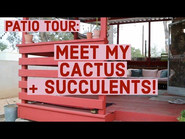 Patio Plant Tour | Cactus and Succulent Show & Tell