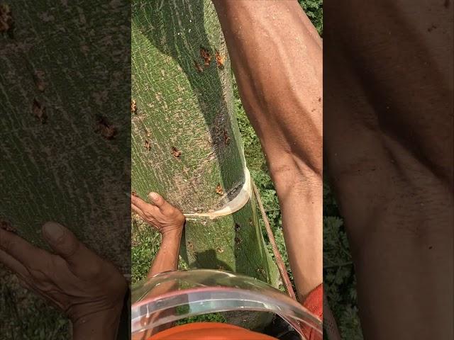 Arborist makes BIG mistake when topping a tree. #arborist #treework #asmr #chainsaw