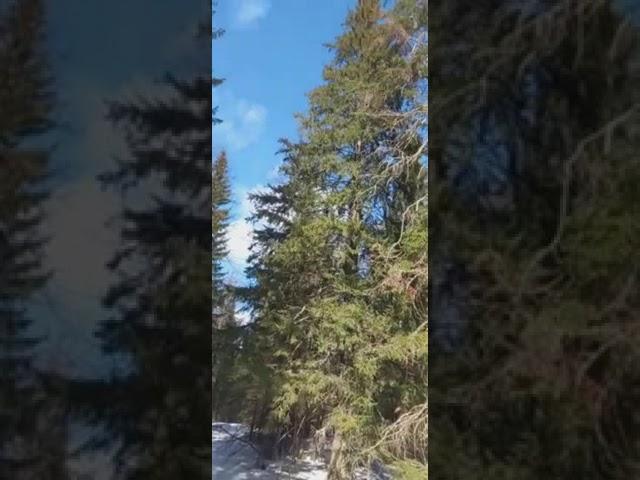 Как договариваться с Лесными Духами#ведунья #магия #обрядыритуалы #лес #духи #природа