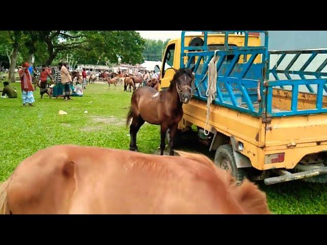 Horses are being brought from Sylhet in a pickup van to Tulsipur Horse Market- 2022