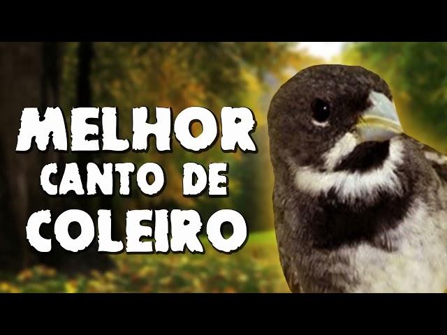 O MELHOR CANTO TUI TUI DE TODOS OS TEMPOS ( Pega Fácil e Rápido)