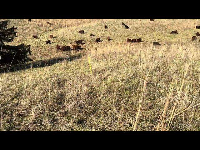 Greg details the health benefits of regenerative ranching for humans, animals and the planet.