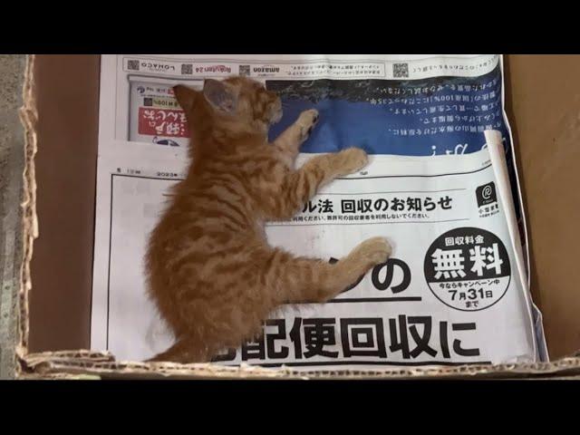 【猫目線】人に傷付けられた子猫が幸せを掴むまでに起きた出来事...!