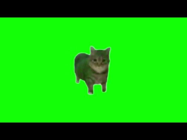 Green Screen Spinning Cat Meme | OIIAIOIIIAI Meme