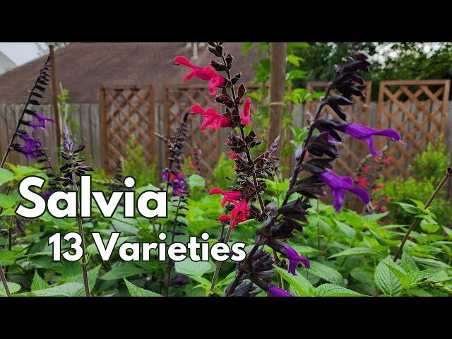 Salvia, my "must have" plant | 13 varieties in backyard pollinator garden | Texas Gulf Coast Zone 9b