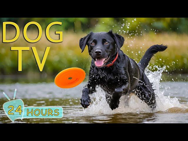 DOG TV: Video Entertain Prevent Boredom & Best Anti-Anxiety for Dogs When Home Alone - Music for Dog