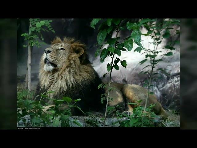 Persian lion or Asiatic lion return to Iran