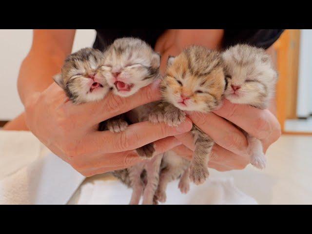 The baby kittens that meow when held are so cute!