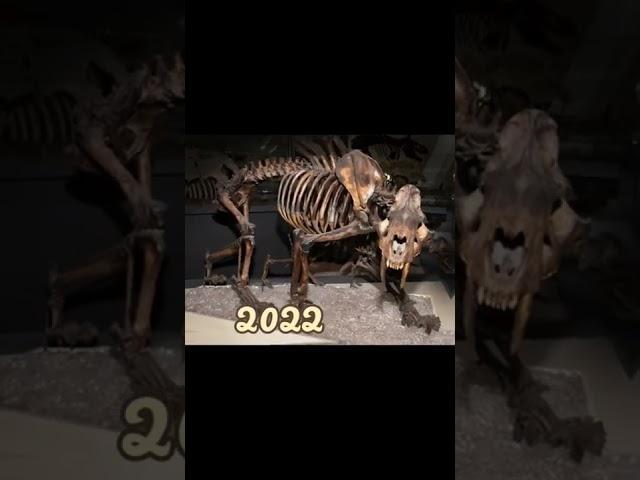 2022 of saber tooth tiger  and 6000 bce ofsaber tooth tiger #shorts #trendingshorts #foryou #viral